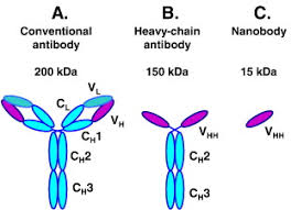 R&d systems personnel manually curate a database that contains references using r&d systems products. Nanobody Conjugated Plga Nanoparticles For Active Targeting Of African Trypanosomiasis Sciencedirect