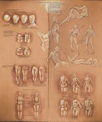 Maybe you would like to learn more about one of these? Art Tips Tutorials Female Vs Male Anatomy Comparison