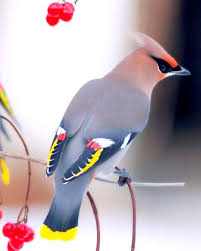 Birds Panosundaki Pin