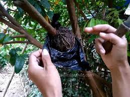 Hasil gambar untuk cara okulasi tanaman buah