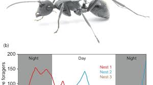 Smoke detectors are not all alike. Burning The Candle At Both Ends Intertidal Ant Species Can Work Night And Day Everyone