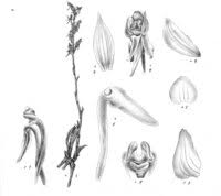 Image result for Brachycorythis rhodostachys