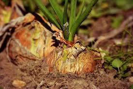 We did not find results for: 13 Plants That Keep Spiders Away