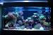 Glofish Tank Ideas