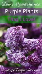 Plant in a sunny area. Pin On Gardening