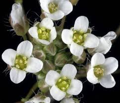 Image result for Capsella