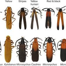 When threatened, they ooze toxins from the gaps between their leg joints. Aposematically Coloured Net Winged Beetles Photographs C Authors Download Scientific Diagram