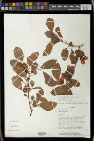 Image result for Hymenocardia