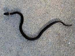 Southern Ringneck Snake Snake Photos Snake Photo