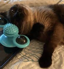 We did not find results for: 17 Puzzles On Amazon That Actually Challenge Cats