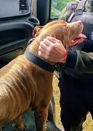 DE QUIEN ES ESTA PERRITA ??? SAN ISIDRO Esta suelta en segundo Fernández y  Diego Palma Difundan porfa asi encontramos a los dueños No esta retenida es  agresiva con otros perros Con