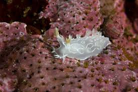 Image result for Tritonia moggii