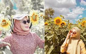 Besar, biasanya berwarna kuning terang. Wow Taman Bunga Matahari Tempat Terbaik Untuk Ootd Kini Di Perlis Free Malaysia Today Fmt