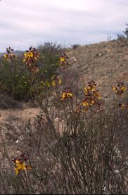 Image result for Erythrostemon