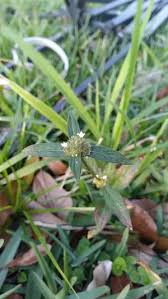 Image result for Spermacoce