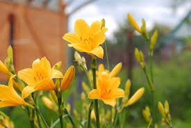 Yellow Lily Flowers Spring Wallpaper Pink Flowers Wallpaper Purple Flowers Wallpaper Lily Flower
