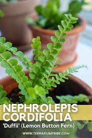 Image result for Nephrolepis