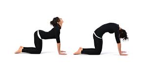 Chakrasana the wheel pose i yoga for beginners i top benefits of chakrasana i power yoga for health. Cat Cow Pose Benefits Steps Precautions Yogaholism