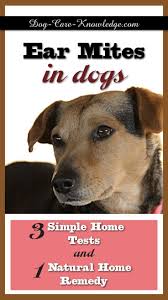 Try This Fail Proof Home Remedy For Treating Ear Mites In Dogs Not Sure What The Signs Are Try These 3 Simple Diy Me Dog Ear Mites Dog Remedies Mites On Dogs