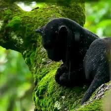 Panther In The Rain Natureisfuckinglit Cute Baby Animals Cute Animals Funny Animals