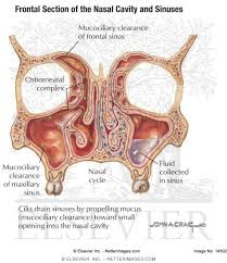 This cavity is a space that runs along the top of the roof of the mouth (the palate, which separates your nose from your mouth) and then turns downward to join the passage from the frontal sinuses are above the inner eye and eyebrow area. Frontal Section Of The Nasal Cavity And Sinuses