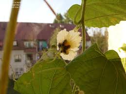 Image result for Momordica foetida