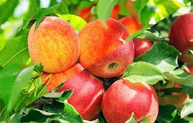 You can go through different packs of plant food available in the market, but this contains 5 different types of balanced nutrition for the plant, and zinc. Brix Degrees And Ripening Uniformity In Fruit Trees Seipasa