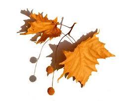 Ein herbarium leer kaufen und selbst anlegen. 30 Kostenlose Herbarium Und Natur Bilder Pixabay