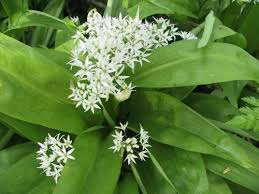 La Recette Secrete De La Soupe A L Ail Des Ours Recette Ail Des Ours Plantes Sauvages Plantes Sauvages Comestibles