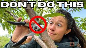 Image result for Ochna katangensis