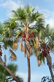 Image result for Hyphaene