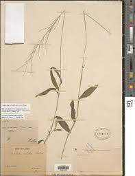Image result for Trichopteryx fruticulosa