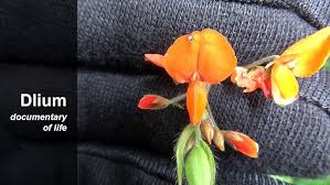 Image result for Hylodesmum repandum