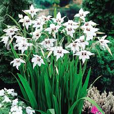 Bulbii de gladiole se planteaza in gradina primavara, din martie si pana in iunie; Bulbi Gladiole Stelate Acidanthera Gladiolus Bulb Flowers Summer Bulbs