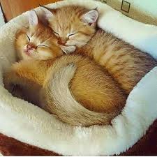 You may not believe this, but sometimes when the little animals like puppies and kittens sleep, they seem to have like little babies, animals too have the tendency to fall asleep wherever they land. Kittens Sleeping Cats Cute Baby Animals Cats And Kittens
