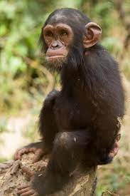 Great Ape Genetic Diversity Catalog Frames Primate Evolution And Future Conservation Primates Great Ape Chimp