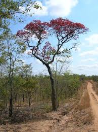 Image result for Brachystegia