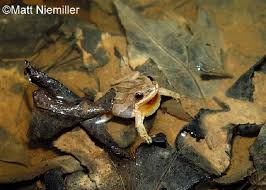 Brachyphona are temperate forests , rivers , intermittent rivers, swamps , freshwater marshes , intermittent freshwater marshes, freshwater springs , ponds , open excavations, and canals and ditches. Upland Chorus Frog Information Provided By The Tennessee Wildlife Resources Agency