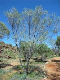 Image result for Acacia montigena