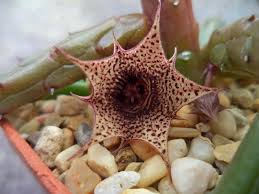 Image result for Huernia volkartii