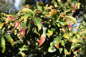 Image result for Combretum kraussii