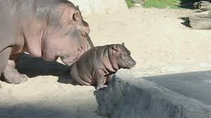 Zoo S Baby Hippo Gets Name Romps With Mother Youtube