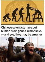 Apes Together Strong Stupid Funny Memes Funny Memes Funny Jokes