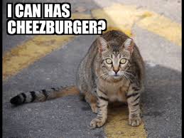 Image result for i can has cheezburger