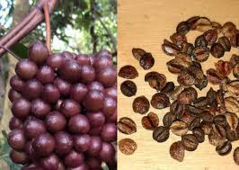 Image result for Ampelocissus