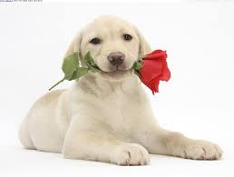 Download all «the dog valentine 2019» sticker pictures. Valentine Dog Wallpapers Top Free Valentine Dog Backgrounds Wallpaperaccess