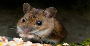 Check spelling or type a new query. How To Get Rid Of Mice The Natural Way Without Having To Kill Them