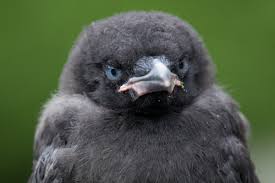 Carl T Bergstrom On Twitter On A Fledgling The Inside Of The Bill Is Bright Pink On A One Or Two Year Bird It Is Beginning To Turn Dark On An Adult It S Black Among