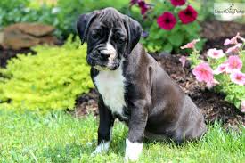 Petland robinson has boxer puppies for sale! Boxer Puppies For Sale In Pa News At Puppies Api Ufc Com