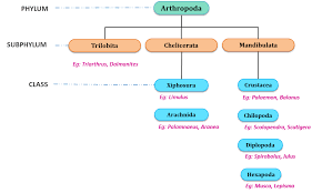 Phylum Arthropoda General Characters And Classification